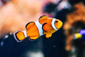 国际足联足球世界杯历届冠军全解析国际大体联足球世界杯历届冠军